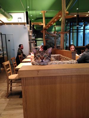  at Katzentempel - Leipzig Mitte in Leipzig