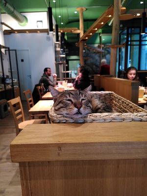  at Katzentempel - Leipzig Mitte in Leipzig