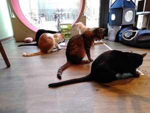  at Katzentempel - Leipzig Mitte in Leipzig