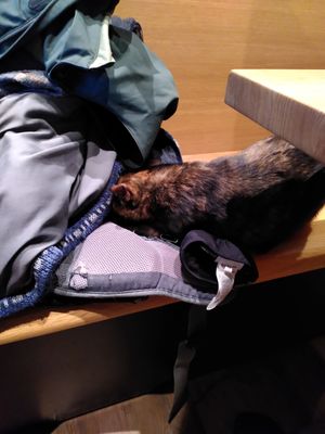  at Katzentempel - Leipzig Mitte in Leipzig