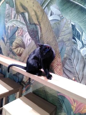  at Katzentempel - Leipzig Mitte in Leipzig