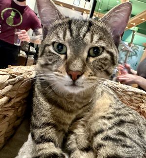 hektor  at Katzentempel - Leipzig Mitte in Leipzig