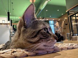 philosophical cat  at Katzentempel - Leipzig Mitte in Leipzig