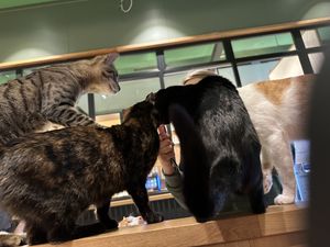 what s going on?!  at Katzentempel - Leipzig Mitte in Leipzig