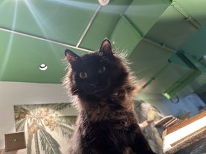 the fluffy queen 👑  at Katzentempel - Leipzig Mitte in Leipzig