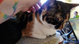 Kitteh! at Katzentempel - Leipzig Mitte in Leipzig