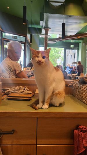  at Katzentempel - Leipzig Mitte in Leipzig