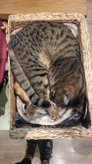  at Katzentempel - Leipzig Mitte in Leipzig