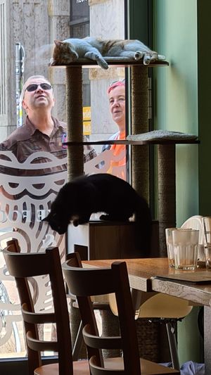  at Katzentempel - Leipzig Mitte in Leipzig