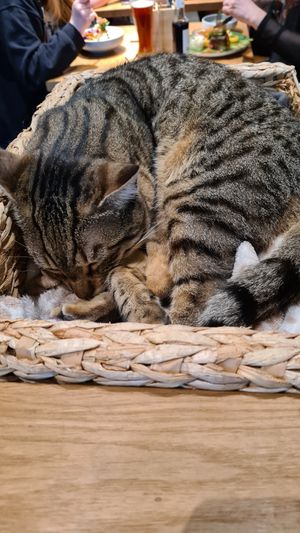  at Katzentempel - Leipzig Mitte in Leipzig