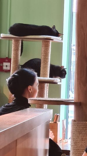  at Katzentempel - Leipzig Mitte in Leipzig