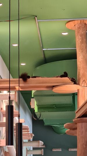  at Katzentempel - Leipzig Mitte in Leipzig