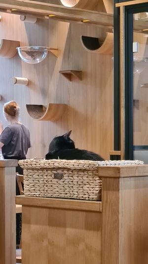  at Katzentempel - Leipzig Mitte in Leipzig