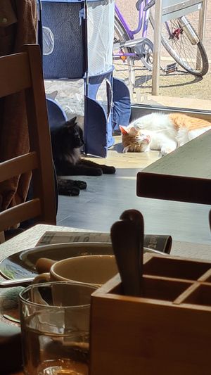  at Katzentempel - Leipzig Mitte in Leipzig