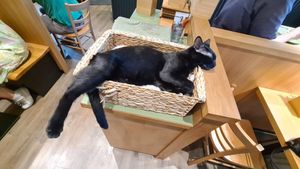 🖤 at Katzentempel - Leipzig Mitte in Leipzig