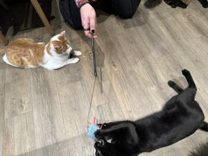 cats  at Katzentempel - Leipzig Mitte in Leipzig