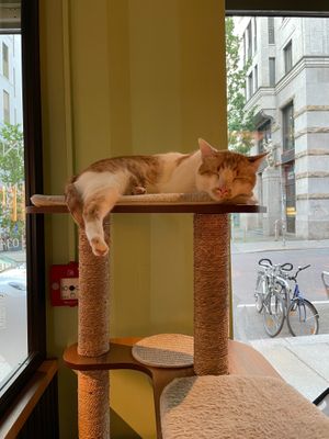  at Katzentempel - Leipzig Mitte in Leipzig