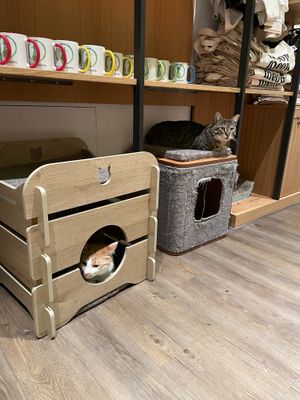  at Katzentempel - Leipzig Mitte in Leipzig