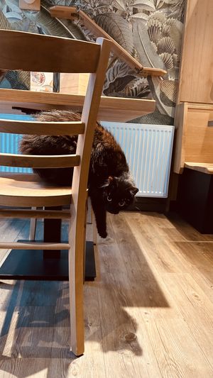   at Katzentempel - Leipzig Mitte in Leipzig