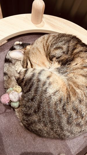   at Katzentempel - Leipzig Mitte in Leipzig