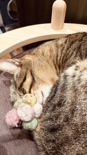   at Katzentempel - Leipzig Mitte in Leipzig