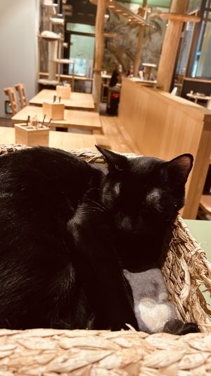   at Katzentempel - Leipzig Mitte in Leipzig