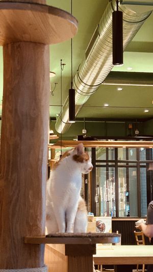   at Katzentempel - Leipzig Mitte in Leipzig