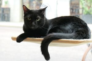 cat  at Katzentempel - Leipzig Mitte in Leipzig