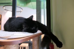 🥱  at Katzentempel - Leipzig Mitte in Leipzig