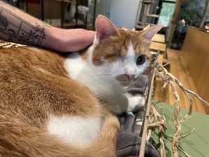 kakashi  at Katzentempel - Leipzig Mitte in Leipzig