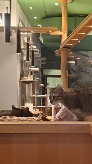 3 beautys at Katzentempel - Leipzig Mitte in Leipzig