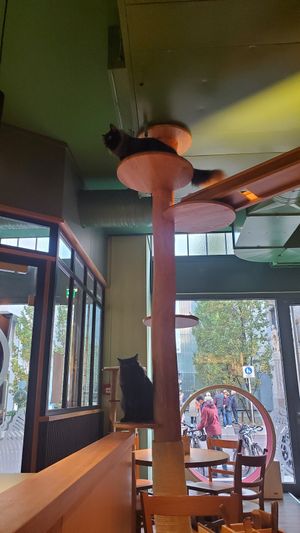 Cats ;) at Katzentempel - Leipzig Mitte in Leipzig