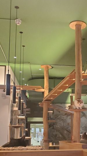 Cats paradise at Katzentempel - Leipzig Mitte in Leipzig