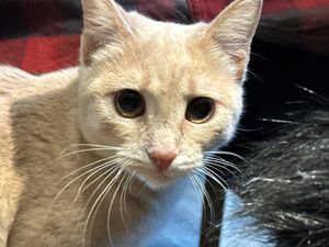 new cat in town #Veganuary at Katzentempel - Leipzig Mitte in Leipzig