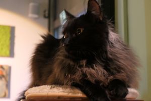 cat #Veganuary at Katzentempel - Leipzig Mitte in Leipzig