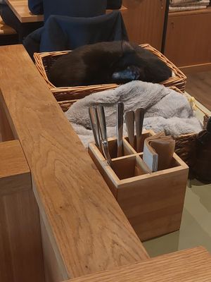 Cat sleeping comfortably between customers at Katzentempel - Leipzig Mitte in Leipzig