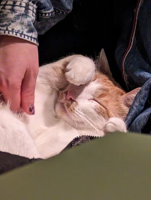  at Katzentempel - Leipzig Mitte in Leipzig