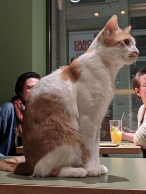  at Katzentempel - Leipzig Mitte in Leipzig