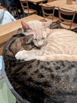  at Katzentempel - Leipzig Mitte in Leipzig