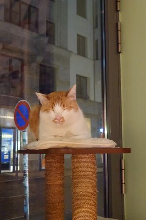 😍 at Katzentempel - Leipzig Mitte in Leipzig