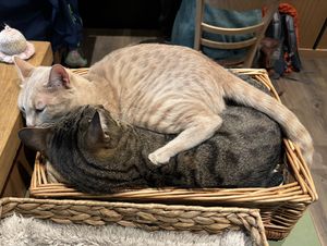   at Katzentempel - Leipzig Mitte in Leipzig