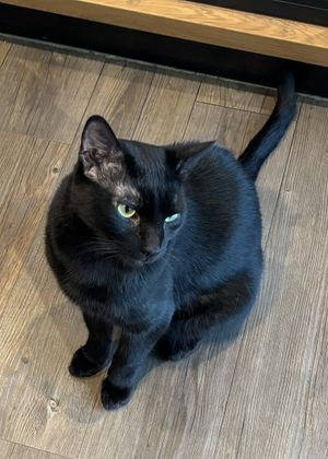   at Katzentempel - Leipzig Mitte in Leipzig