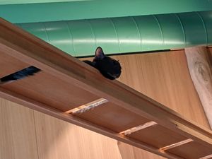  at Katzentempel - Leipzig Mitte in Leipzig