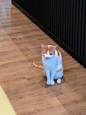  at Katzentempel - Leipzig Mitte in Leipzig