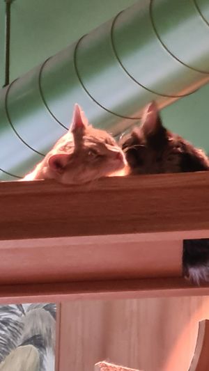  at Katzentempel - Leipzig Mitte in Leipzig