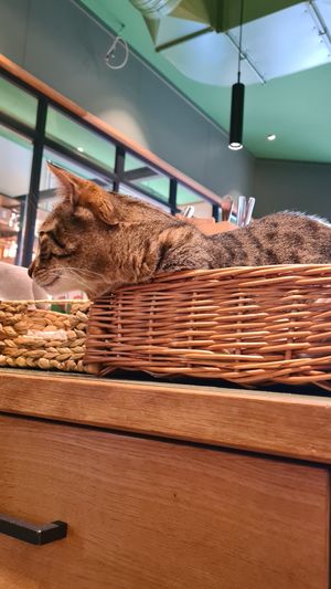  at Katzentempel - Leipzig Mitte in Leipzig