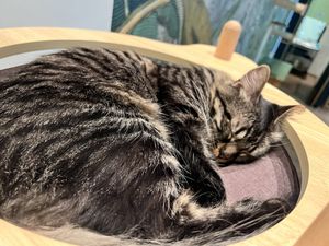   at Katzentempel - Leipzig Mitte in Leipzig