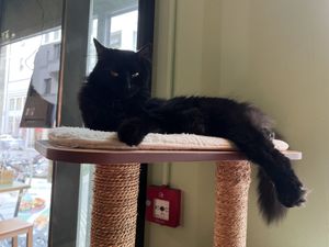   at Katzentempel - Leipzig Mitte in Leipzig