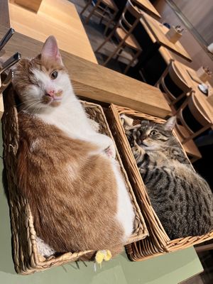 Basket of sleepy kitties 🖤  at Katzentempel - Leipzig Mitte in Leipzig