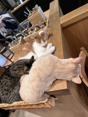   at Katzentempel - Leipzig Mitte in Leipzig